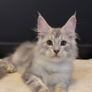 Monty, a black silver tabby Maine Coon kitten