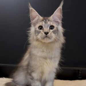 Mylana, a black silver tabby Maine Coon female kitten