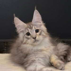 Morris, a black silver Maine Coon male kitten with tall tufted ears