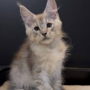 Marshall, a black silver tabby Maine Coon male kitten