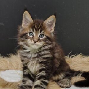 Rom Polydactyl Maine Coon