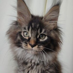 Black/Brown Tabby Maine Coon