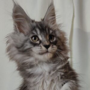 Black Silver Tabby Female Maine Coon