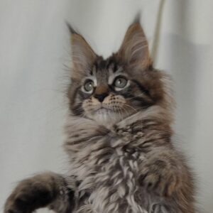 Jennifer black/Brown Tabby female Maine Coon