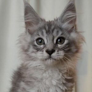 Janna Black Silver Tabby Maine Coon