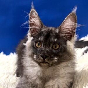 Samuel Black Smoke Male Maine Coon