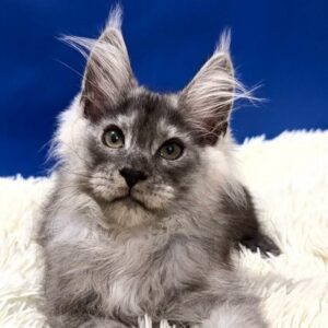 Sebastian Black Smoke Maine Coon