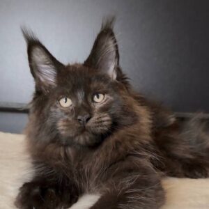 Polydactyl black Maine Coon male