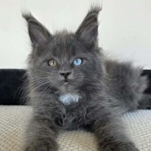 Female Odd-eye Maine Coon