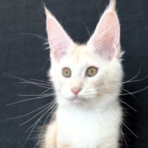 Thomas, red silver tabby Maine Coon