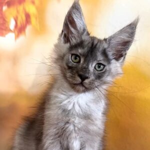 Tobi Polydactyly black smoke Maine Coon