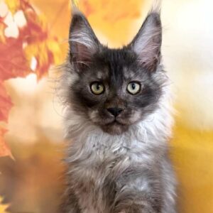 Sam Polydactyl black smoke Maine Coon