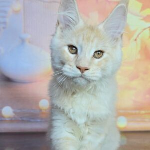 Sunbeam red silver tabby Maine Coon