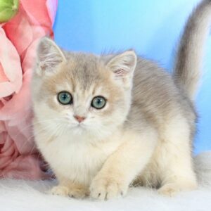 Tom, British Shorthair kitten