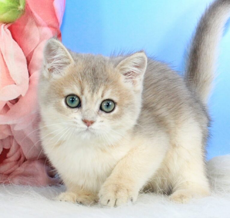 Tom, British Shorthair kitten