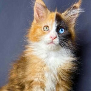 odd-eyed black tortie Maine Coon kitten