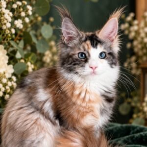 Xara black tortie with white blue-eyed Maine Coon