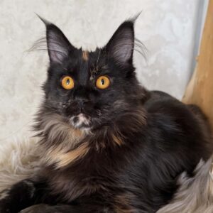 Renata Black tortie Maine Coon female