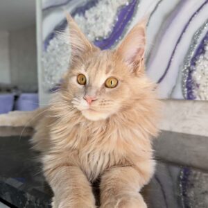 Rita Cream Maine Coon