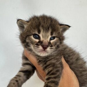 Barni male F2 Savannah