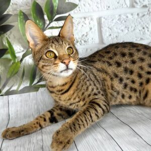 Kristofer male F2 Savannah