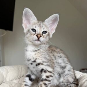 Jon Snow F1 Savannah Male