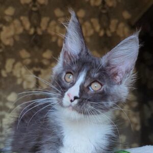 Harisha black smoke with white male Maine Coon