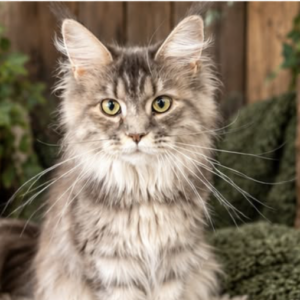 Laura blue tortie Maine Coon female
