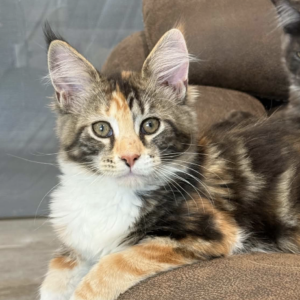 Marigold black tortie with white Maine Coon.