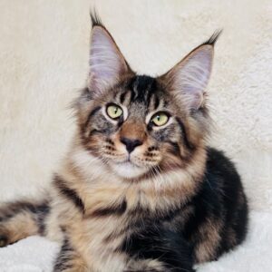 Ignor Black/Brown Tabby Maine Coon male