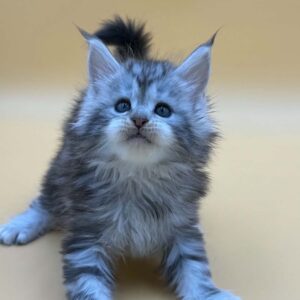 Bitcoin Black Silver Tabby male Maine Coon