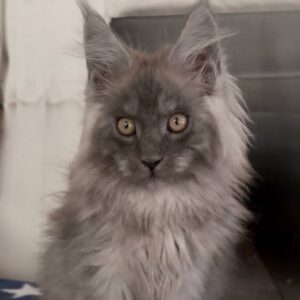 Odyn Blue Smoke Maine Coon male