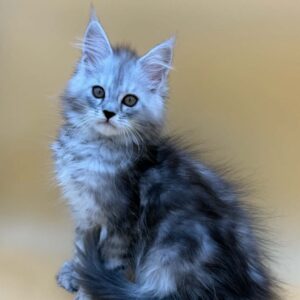 Cutie Polydactyl Black Silver Tabby Maine Coon Female