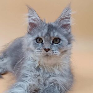 Felix Polydactyl Blue Silver Tabby Maine Coon male