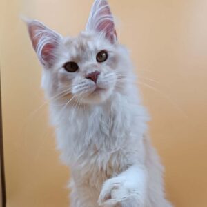 Oscar Polydactyl Red Silver Tabby Maine Coon