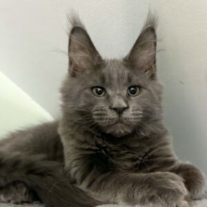 Arnold-Male