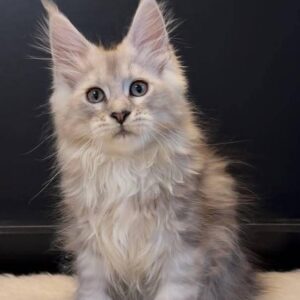 Liverpool Polydactyl Maine Coon Black Silver Tabby