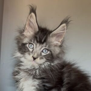 Yvel Blue-eyed Maine Coon black silver tabby male