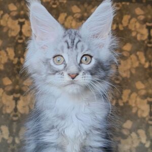 Iron Black Silver Tabby male Maine Coon