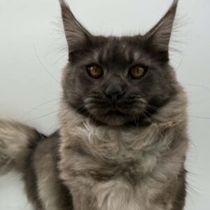 Artemiy Polydactyl Black Smoke Maine Coon male