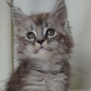 Kira Black silver Maine Coon female