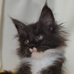 Kori Black White male Maine Coon