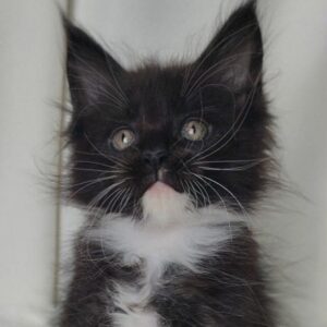 Kronos Black and white Maine Coon male