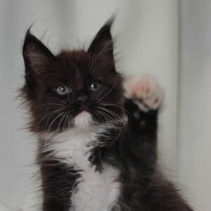 Kris Black and white Maine Coon male