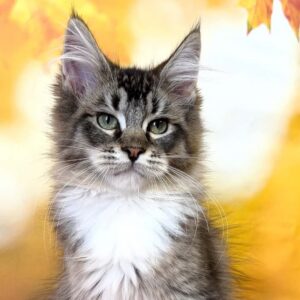 Adam, a male polydactyl black silver with white Maine Coon kitten