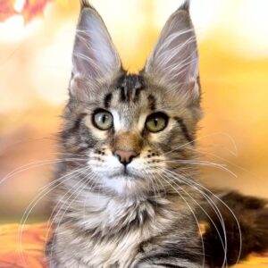 Theresa Black Torbie Tabby Maine Coon female