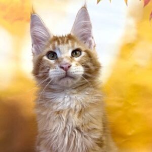 Thomas, a male red tabby Maine Coon kitten.