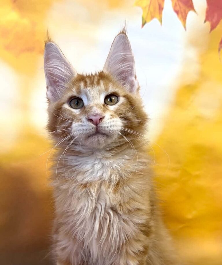 Thomas, a male red tabby Maine Coon kitten.