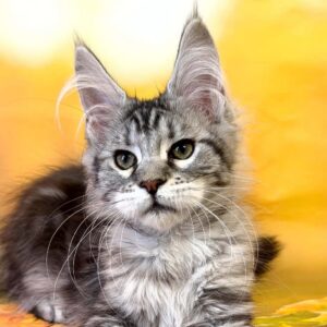 Tabitha polydactyl black silver tabby female