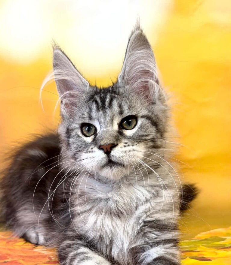 Tabitha polydactyl black silver tabby female